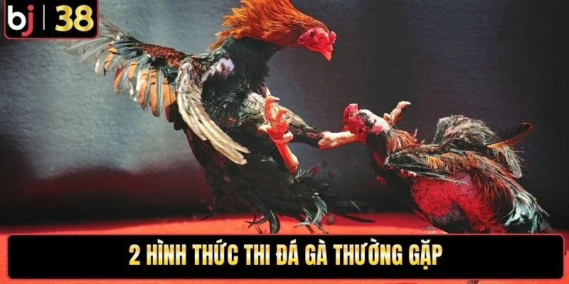 2 hình thức thi đá gà thường gặp
