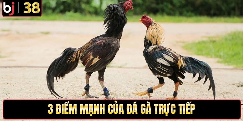3 điểm mạnh nổi bật của đá gà trực tiếp