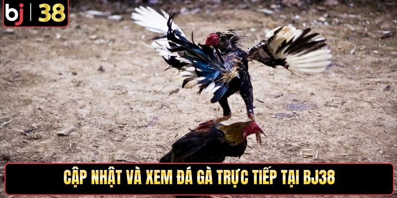 Cập nhật và xem đá gà trực tiếp tại BJ38