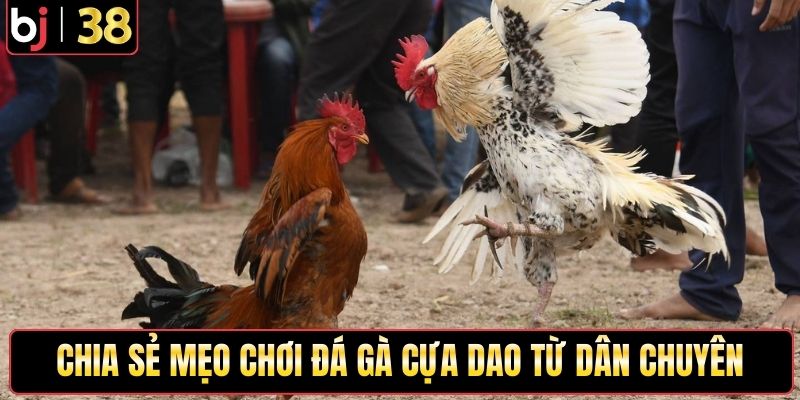 Chia sẻ mẹo chơi đá gà cựa dao từ dân chuyên