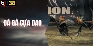 Đá Gà Cựa Dao - Sức Hút Từ Những Trận Đấu Sinh Tử Tại BJ38