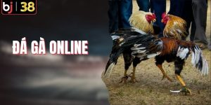 Đá Gà Online - BJ38 Cập Nhật Trực Tiếp Các Trận Đấu Mới Nhất
