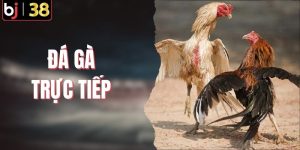 Đá Gà Trực Tiếp - Sự Lựa Chọn Lý Tưởng Cho Giải Trí Mạng