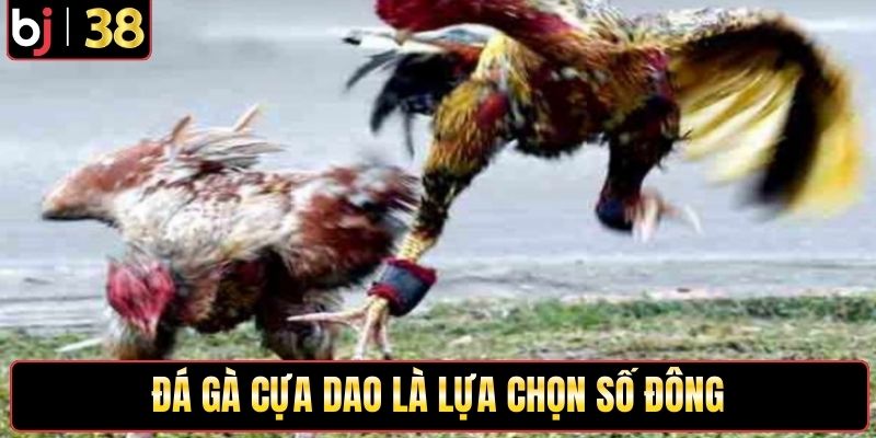 Đá gà trực tiếp cựa dao là lựa chọn số đông