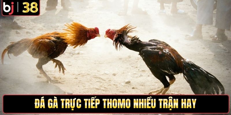 Đá gà trực tiếp Thomo nhiều trận hay