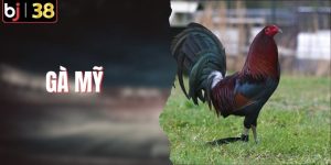 Gà Mỹ - Tuyệt Phẩm Chiến Kê Với Khả Năng Ra Đòn Chớp Nhoáng