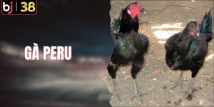 Gà Peru - Sát Thủ Vùng Andes Với Lối Đá Tốc Độ Hiểm Hóc