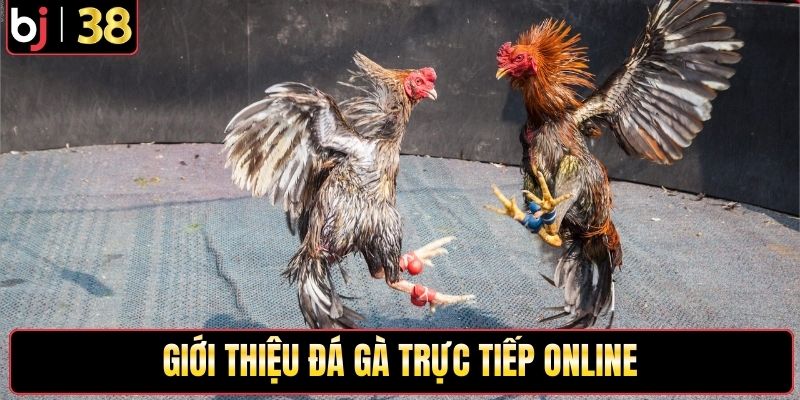Giới thiệu đá gà trực tiếp online