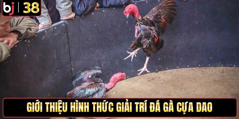 Giới thiệu hình thức giải trí đá gà cựa dao