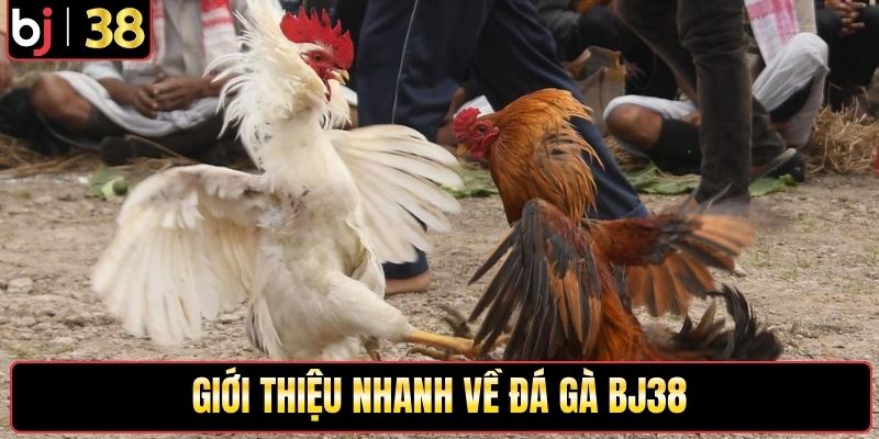 Giới thiệu nhanh về đá gà BJ38