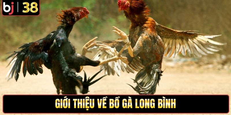 Giới thiệu về bồ gà Long Bình