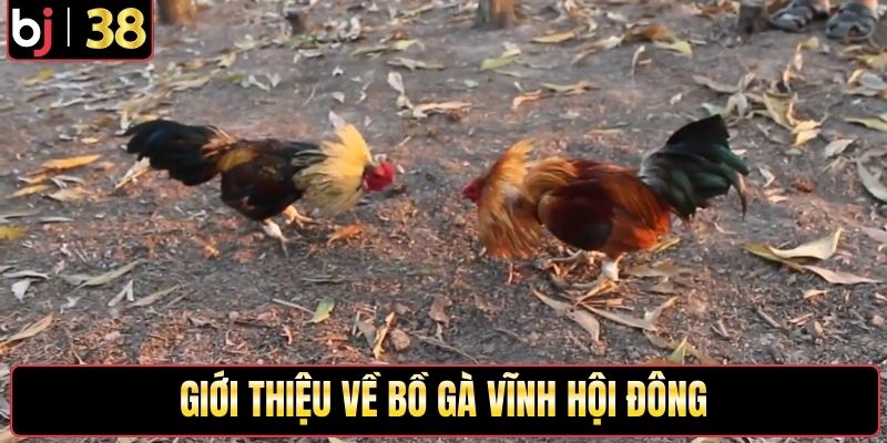 Giới thiệu về bồ gà Vĩnh Hội Đông