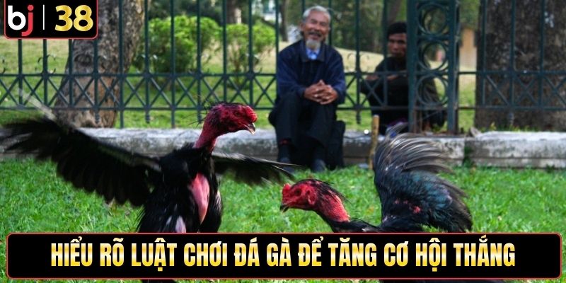 Hiểu rõ luật chơi đá gà để tăng cơ hội thắng