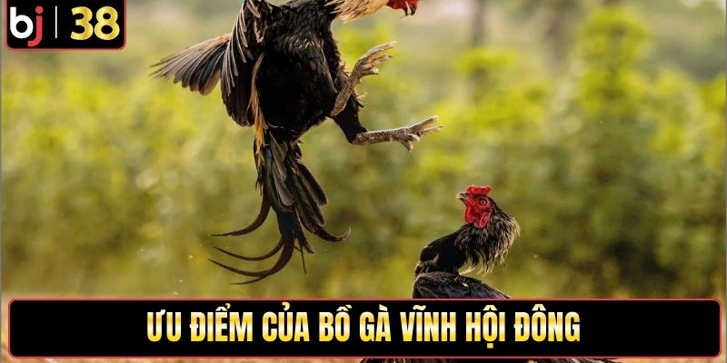 Một số ưu điểm của bồ gà Vĩnh Hội Đông
