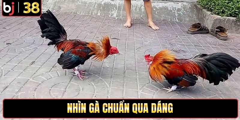 Nhìn gà chuẩn qua dáng tại bồ gà Vĩnh Hội Đông