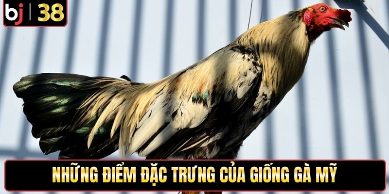 Những điểm đặc trưng của giống gà mỹ