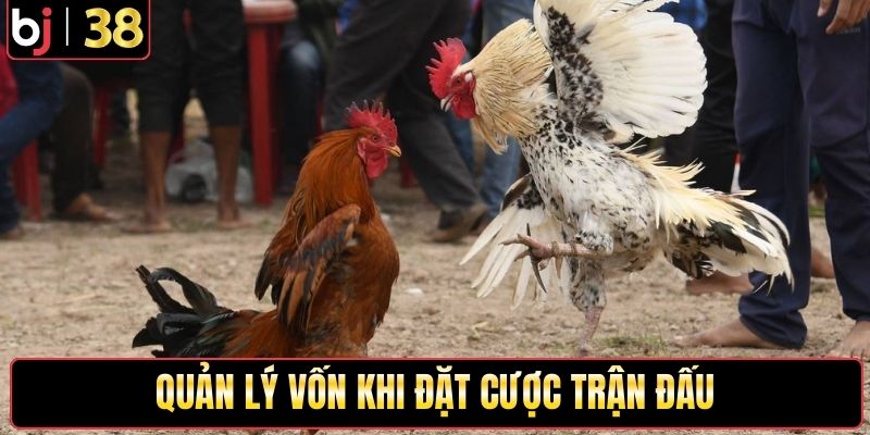 Quản lý vốn khi đặt cược trận đấu bồ gà Vĩnh Hội Đông