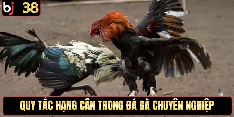 Quy tắc hạng cân trong đá gà chuyên nghiệp