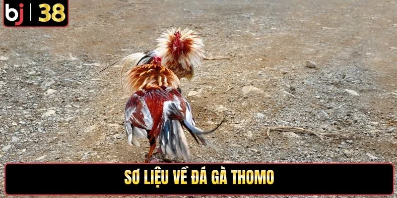 Sơ lược về đá gà thomo