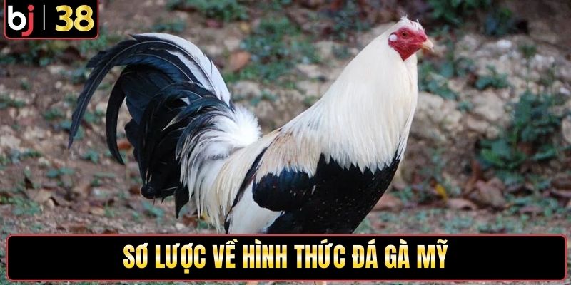Sơ lược về hình thức đá gà Mỹ