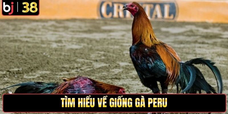 Tìm hiểu về giống gà Peru