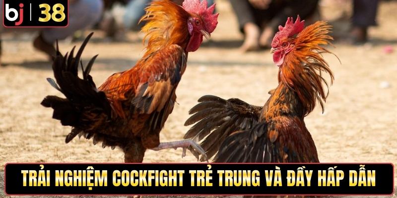 Trải nghiệm Cockfight trẻ trung và đầy hấp dẫn