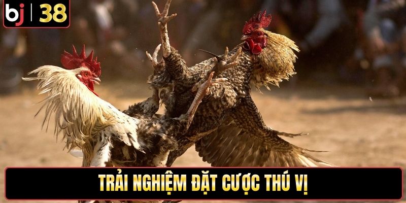 Trải nghiệm đặt cược thú vị tại bồ gà Long Bình