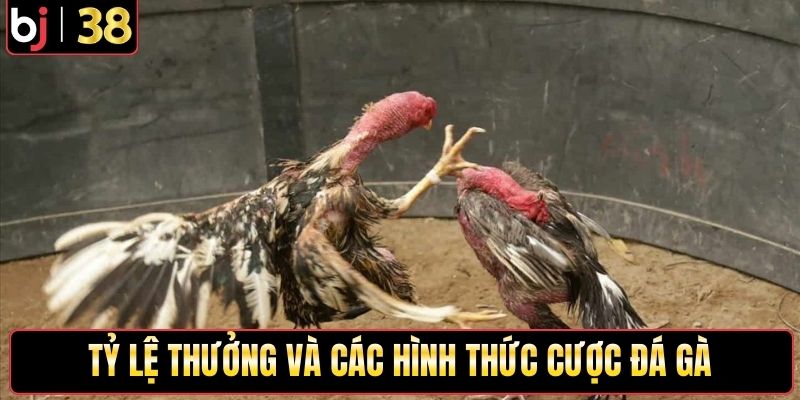 Tỷ lệ thưởng và các hình thức cược đá gà
