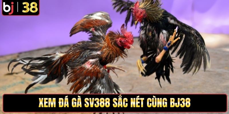 Xem đá gà SV388 sắc nét cùng BJ38